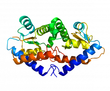 <p>Expresión del gen Gadd45g. /<a href="http://upload.wikimedia.org/wikipedia/commons/8/87/Protein_GADD45G_PDB_2WAL.png" target="_blank"> Wikipedia</a></p>