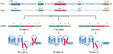 En el imagen puede verse el proceso conocido como splicing alternativo. /  National Human Genome Research Institute