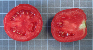 <p>Los científicos evaluaron las respuestas en dos de las principales zonas productoras de tomate de industria: Extremadura y Navarra. / UPV</p>