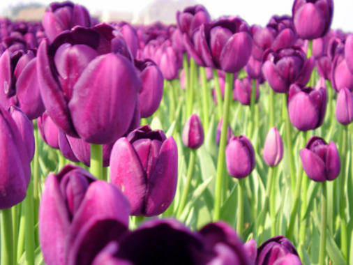 <p><a href="http://plataformasinc.es/index.php/esl/Multimedia/Imagenes/Galeria-de-actualidad-del-13-al-17-de-abril-2009/El-tulipan-entro-en-Europa-por-al-Andalus-cinco-siglos-antes-de-lo-que-se-estimaba" target="_self">El tulipán</a> fue descrito como una “cebolla macedonia con una flor en forma de cubo”. Foto: Worf Katagh /SINC. </p>