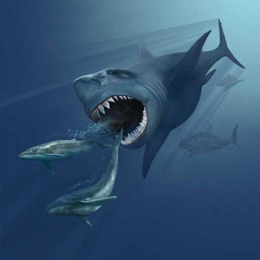 Encuentran en Canarias fósiles de megalodón, el tiburón más grande de la historia