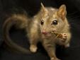 Enseñan a una especie de marsupial a no comer presas tóxicas