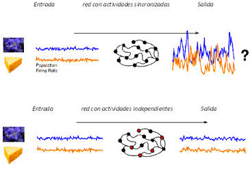 Entendiendo el código neuronal