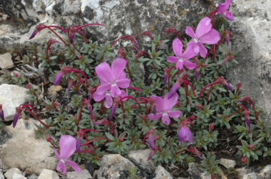 <p>Según el estudio, un 55% de las especies de plantas amenazadas carece de las garantías suficientes de conservación <em>in situ</em>. / Pablo Muñoz</p>