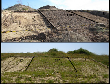 <p>Ejemplo de uno de los bloques experimentales, al inicio del experimento (arriba) y a los 20 meses (abajo). C: parcela control sin tratamiento, T10*: Parcela con extendido de tierra vegetal, E: parcela con extendido de estiércol / UAM</p>