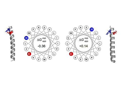 <p>Coste termodinámico (ΔG app, kcal/mol) de la integración en membranas biológicas de segmentos TM diseñados computacionalmente. Valores negativos son indicativos de inserción y los positivos denotan que la inserción no se realiza adecuadamente por la maquinaria celular. / Ismael Mingarro y Carlos Baeza-Delgado</p>