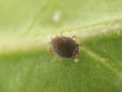 pulgón