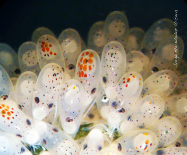 <p>Puesta de <em>Octopus vulgaris. </em>/ Jorge Hernández Urcera, proyecto CEFAPARQUES. </p>