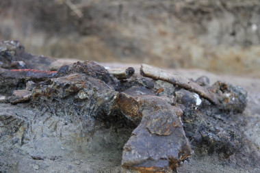 <p>Restos óseos de rinoceronte<em> in situ</em> con marcas de carnicería del yacimiento de Kalinga. / ©MARCHE, MNHN & National Museum of the Philippines</p>