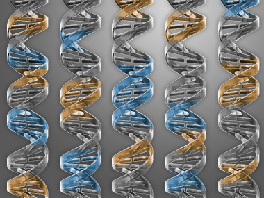 <p>El consorcio científico ha logrado crear de manera artificial cinco cromosomas más de la levadura. / Chris Bickel / Science (2017)</p>