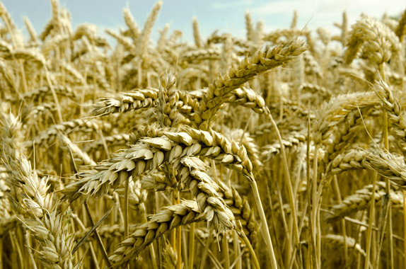 <p>El uso omnipresente de fertilizantes nitrogenados en los países desarrollados ha degradado el medio ambiente / pixabay</p>