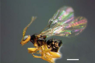 <p>Una de las nuevas avispas de las agallas <em>Neuroterus </em><em>elvisi</em> descubiertas en Centroamérica. / MNCN</p>