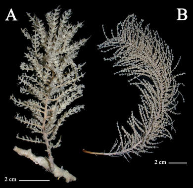 <p>Las especies <a href="http://plataformasinc.es/index.php/esl/imagenes/inicio/(imagen)/53170" target="_self"><em>Tauroprimnoa austasensis </em>(A)<em> </em>y<em> Digitogorgia kuekenthali</em> (B</a>). Foto: Zapata-Guardiola y López-González.</p>
