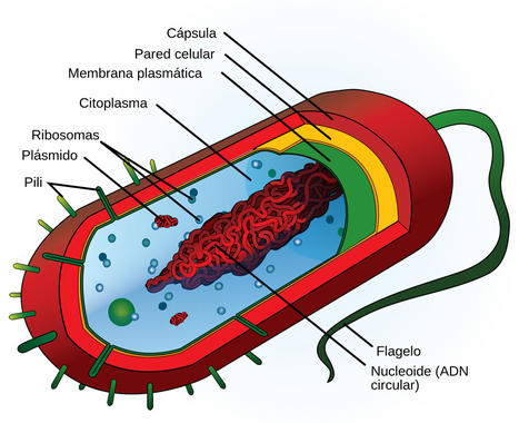 <p class=" text-left">Estructura celular de una bacteria, típica célula procariota. Imagen: <a href="http://commons.wikimedia.org/wiki/File:Average_prokaryote_cell-_es.svg" target="_blank">Wikipedia</a></p>