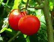 Hallan un nuevo antioxidante en plantas de tomate