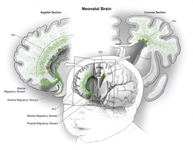 <p>Cadenas migratorias de neuronas jóvenes en el lóbulo frontal del cerebro de lactantes. / <em>Science</em></p>