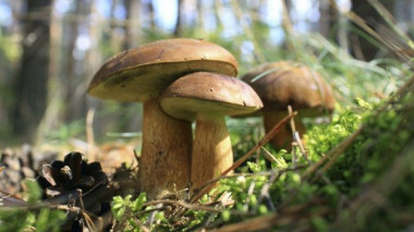 <p>En el caso de los hongos analizados no existe contaminación ambiental y por tanto es perfectamente consumible por el ser humano / Universidad de Extremadura</p>