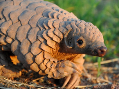 <p>Ejemplar joven de <a href="https://en.wikipedia.org/wiki/Ground_pangolin" target="_self">pangolín asiático</a> (<em>Smutsia temminckii</em>). / Maria Diekmann of Rare and Endangered Species Trust / CC BY 2.0</p>