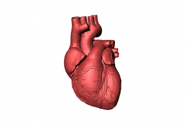 <p>El corazón se sitúa a la izquierda porque una serie de genes actúan para que adopte su posición final en esa mitad del cuerpo. / Fundación Descubre </p>