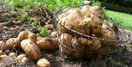 Patatas Patatas