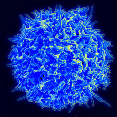 <p>Micrografía de una célula T sana del sistema inmune / Wikipedia Commons</p>