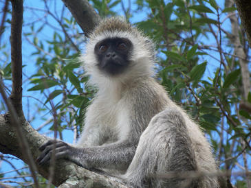 Chlorocebus aethiops