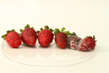 <p>Los tres frutos de la derecha son convencionales tras tres días de almacenaje a 25ºC. Los tres de la izquierda son frutos con el gen modificado que han sido almacenados en las mismas condiciones / Fundación Descubre</p>