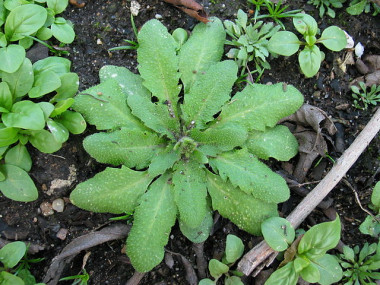 <p><em>Arabidopsis thaliana</em>, planta utilizada como modelo para el estudio. / Wikipedia.</p>