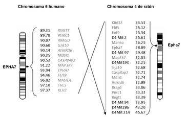 Regiones ortólogas del genoma humano y de ratón. Imagen: UAM Regiones ortólogas del genoma humano y de ratón. Imagen: UAM