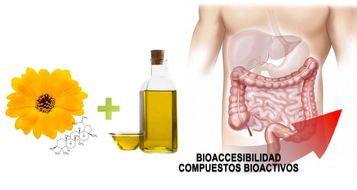 <p>Bioaccesibilidad de compuestos bioactivos. / UAM</p>