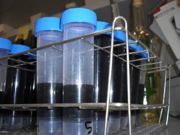 La adición de diferentes derivados de levadura incrementa la persistencia aromática del vino