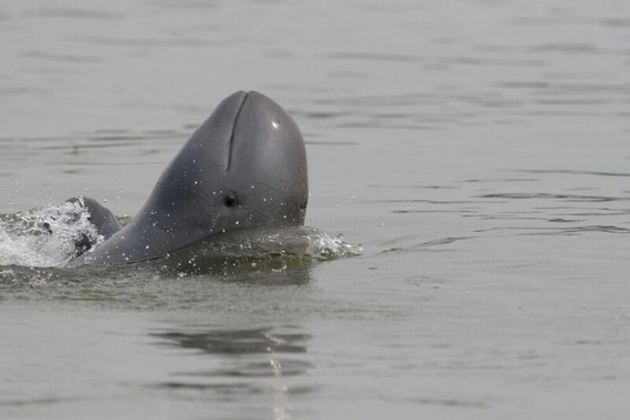<p>Delfín Irrawaddy (<em>Orcaella brevirostris</em>) / © Isabel Beasley</p>
