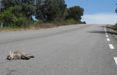 <p>A diferencia de otros carnívoros que son atraídos en puntos de las carreteras con mayor abundancia de conejos, los zorros sienten debilidad por el asfalto donde encuentran todo tipo de carroña o basura, sin importar el número de presas. / Aimara Planillo-TEG UAM </p>