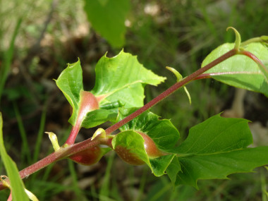 <p>Agallas de avispilla del castaño / UEx</p>