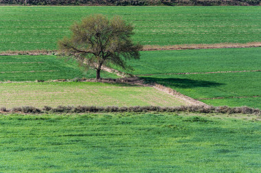 <p>Praderas, sabanas y montes bajos son las áreas más afectadas por la pérdida de biodiversidad debido a los usos en el suelo y la agricultura. / <a href="https://www.flickr.com/photos/calbenido/" title="Ir a la galería de Ramon de cal Benido" target="_self">Ramon de cal Benido</a></p>
