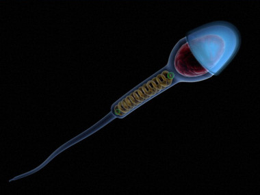 <p>Un peor semen no implica necesariamente un aumento en el número de hombres estériles. Imagen: <a href="http://www.flickr.com/photos/wellcomeimages/5814253423/sizes/o/" target="_blank">Wellcome Images</a>.</p>