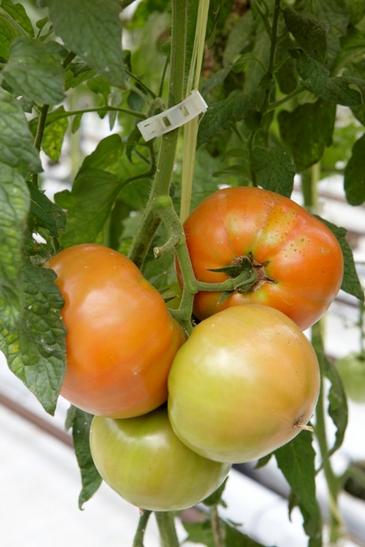 La calidad del tomate depende más de la temperatura que de la luz natural