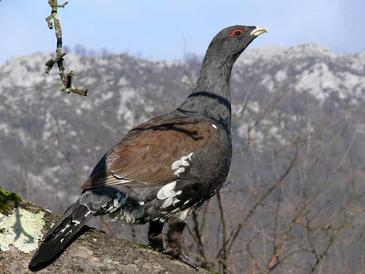 La desaparición de los pinos de la Cordillera Cantábrica amenaza al urogallo