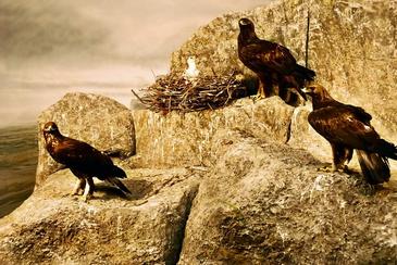 La Directiva europea de aves cumple 30 años 