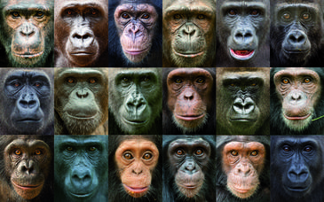 Retratos de chimpancés y gorilas