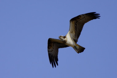 <p><em>Pandion haliaetus</em>. / Beneharo Rodríguez</p>