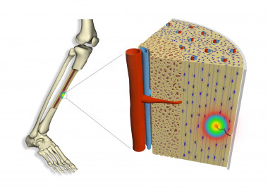 <p>A través del estudio de gradientes de tensión, tanto en huesos como en mineral óseo puro (hidroxiapatita), los investigadores han sido capaces de medir con precisión la magnitud  del campo eléctrico formado. / ICN2</p>