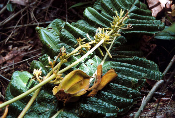 <p> Planta de la familia <em>Rubiaceae.</em> Foto: RJB.</p>