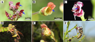 <p>Estaminodio. Especie <em>Scrophularia</em> / UEx</p>
