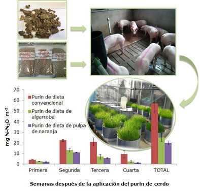 <p><em>Cerdos consumiendo piensos con pulpa de cítricos deshidratada y las emisiones de N<sub>2</sub>O que produce la aplicación de los purines obtenidos</em> (<em>Proyecto CoPIG, AGL2014-56653). Autor: Sánchez-Martín et al., 2017.</em></p>