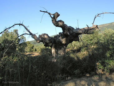 La 'Guía de árboles y arbustos de Castilla y León' se amplía con nuevas especies