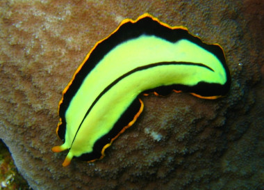 <p>Planaria del Mar del Coral en Australia. / <a href="http://es.wikipedia.org/wiki/Turbellaria#/media/File:Pseudoceros_dimidiatus.jpg" target="_blank">Richard Ling</a> /Wilipedia</p>
