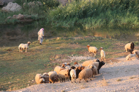 <p>Rebaño de ovejas en el yacimiento arqueológico de tell Halula (valle del Éufrates, Siria), yacimiento clave para el estudio de la domesticación animal y uno de los yacimientos que se estudian desde la UAB.  / Miquel Molist</p>