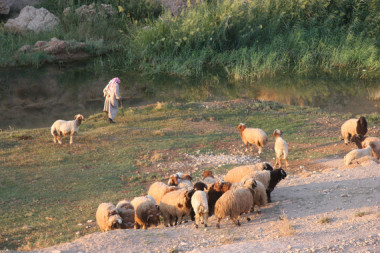 <p>Rebaño de ovejas en el yacimiento arqueológico de tell Halula (valle del Éufrates, Siria), yacimiento clave para el estudio de la domesticación animal y uno de los yacimientos que se estudian desde la UAB. / Miquel Molist</p>