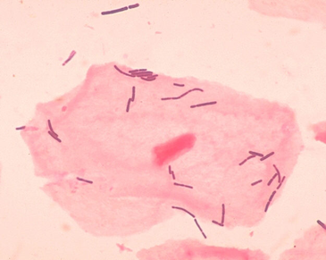 La leche materna contiene más de 700 bacterias La leche materna contiene más de 700 bacterias